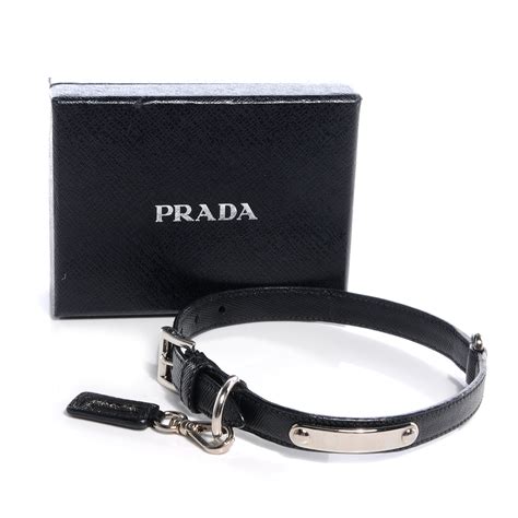 prada dog collar.